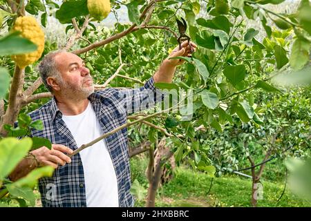 Potatura stagionale di alberi. Mature bearded giardiniere potando l'albero del limone con le cesoie di potatura. Prendersi cura del giardino. Ramo di albero di taglio. Giardino di primavera Foto Stock