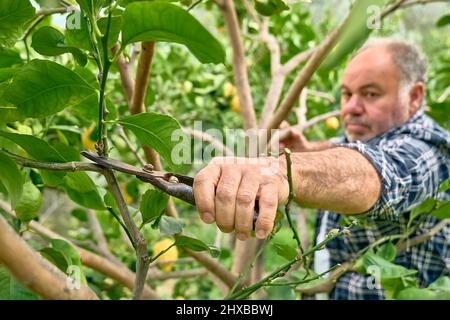 Potatura stagionale di alberi. Mature bearded giardiniere potando l'albero del limone con le cesoie di potatura. Prendersi cura del giardino. Ramo di albero di taglio. Giardino di primavera Foto Stock