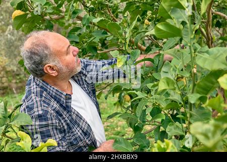 Potatura stagionale di alberi. Mature bearded giardiniere potando l'albero del limone con le cesoie di potatura. Prendersi cura del giardino. Ramo di albero di taglio. Giardino di primavera Foto Stock