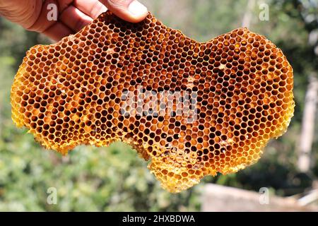 Nido d'ape biologico selvatico tenuto in mano sulla luce naturale con una vista delle sue cellule di miele Foto Stock