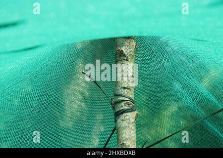 Alcune parti della rete di ombra verde sono supportate da un ceppo di legno all'interno della serra auto-costruita Foto Stock