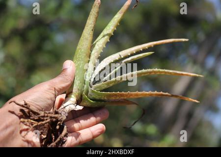 Mano che tiene una pianta di aloe vera con radici in sviluppo pronte per essere trapiantate in pentole o terra Foto Stock