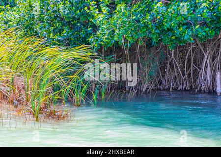 Incredibile foresta di mangrovie naturali alla Laguna di Muyil nella foresta tropicale della giungla naturale con acque turchesi colorate nel Parco Nazionale di Sian Ka'an Muy Foto Stock