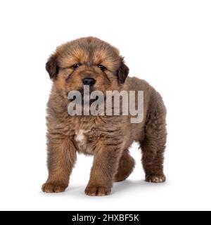 Adorabile cucciolo di cane tibetano Mastiff, in piedi in senso laterale. Guardando verso la fotocamera. Isolato su sfondo bianco. Foto Stock