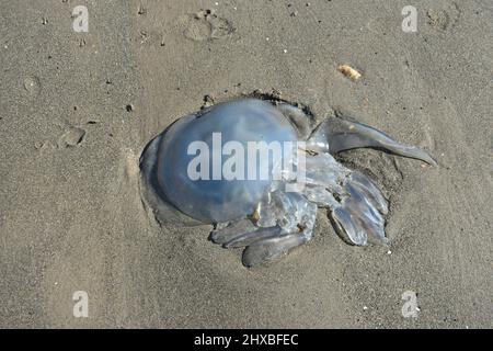 Primo piano di grandi meduse. L'animale multiorgano è stato lavato, sulla sabbia in spiaggia, in una giornata estiva Foto Stock