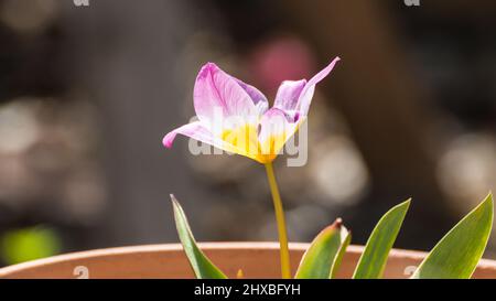 Una macro shot del nano tulip lilac wonder. Foto Stock