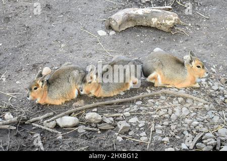 Primo piano immagine di tre simpatici Patagonia Mara. I 3 roditori sono sdraiati sul pavimento insieme Foto Stock