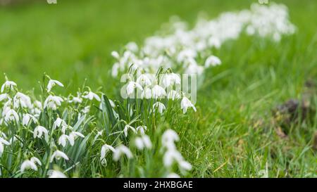 Un colpo di alcune nevicate comuni che crescono tra un po' di erba. Foto Stock