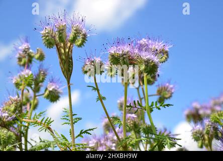 Lacy Phacelia fiori (Phacelia tanacetifolia) che crescono sul campo. Stagione primaverile. Foto Stock