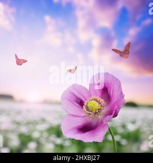 Papavero in fiore ( Papaver sniferum ) sul campo al tramonto. Fiore di primavera. Sfondo della natura. Foto Stock