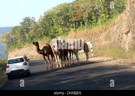 Cammelli che attraversano la strada, da MAHESHWAR, MADHYA PRADESH, INDIA Foto Stock