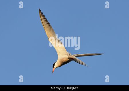 Terna comune in volo aerobatico ripido. Volare nel cielo blu. Sfondo sfocato, isolato, spazio di copia. Genere Sterna hirundo. Slovacchia Foto Stock