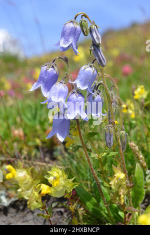 Bellflower bearded (Campanula barbata) che cresce nel prato di montagna. Foto Stock