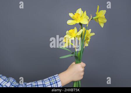 Narcisis - un bouquet di fiori in una mano, fiori giallo daffodil fiore di primavera daffodil, primo piano isolato su sfondo grigio Foto Stock