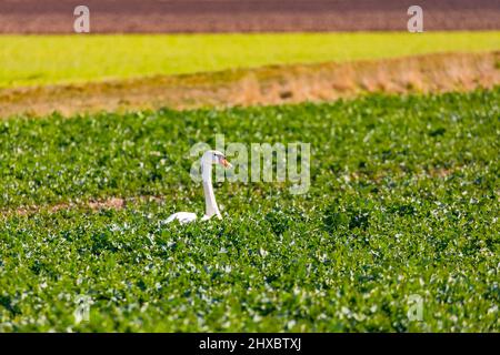 Un cigno muto isolato si siede in un cerotto di verdure di cavolo nel sole d'inverno in Germania Foto Stock