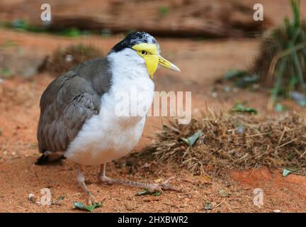 Falò mascherato (Vanellus Miles), uccello nativo in Australia. Foto Stock