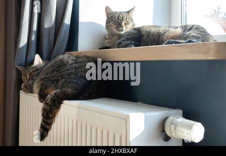 Una tigre (tabby) gatto rilassarsi su un radiatore caldo. Caldo. I gatti si trovano sulla batteria in una giornata fredda. Foto Stock