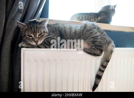 Una tigre (tabby) gatto rilassarsi su un radiatore caldo. Caldo. I gatti si trovano sulla batteria in una giornata fredda. Foto Stock