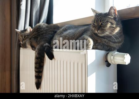 Una tigre (tabby) gatto rilassarsi su un radiatore caldo. Caldo. I gatti si trovano sulla batteria in una giornata fredda. Foto Stock