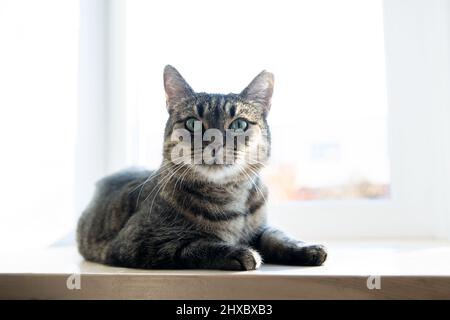 Una tigre (tabby) gatto rilassarsi su un radiatore caldo. Caldo. I gatti si trovano sulla batteria in una giornata fredda. Foto Stock