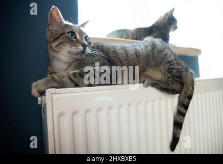 Una tigre (tabby) gatto rilassarsi su un radiatore caldo. Caldo. I gatti si trovano sulla batteria in una giornata fredda. Foto Stock