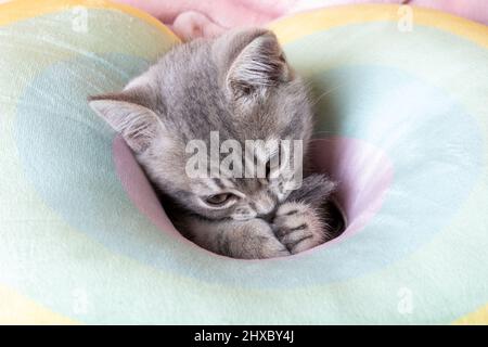 Piccolo gattino curioso su un letto color pastello arcobaleno. Ritratto di un gattino con zampe. Carino gattino a righe su un cuscino. Gattino neonato. Concetto di animali domestici carini Foto Stock