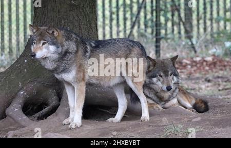 Lupi europei nella reciniva dello zoo Foto Stock