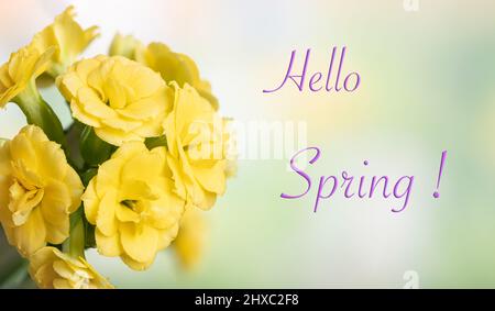 Fiori gialli kalanchoe con sfondo colorato e testo Ciao Primavera Foto Stock