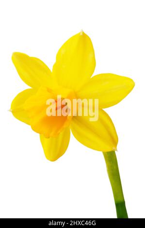 Studio di un singolo fiore di daffodil tagliato su uno sfondo bianco - John Gollop Foto Stock