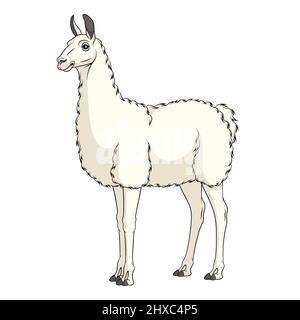 Illustrazione a colori con lama bianca, alpaca. Oggetto vettore isolato su sfondo bianco. Illustrazione Vettoriale