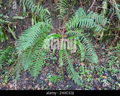 Dryopteris filix mas pianta di felce maschio con fronti verdi durante primavera estate e autunno che è comunemente noto come felce basket o scudo, stock pho Foto Stock