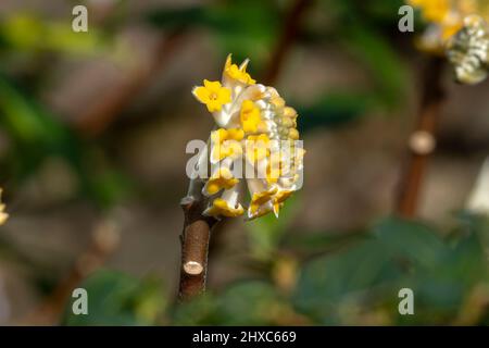 Edgeworthia chrysantha 'grandiflora' una primavera invernale pianta arbusto fiorente con un fiore giallo primavera comunemente noto come cespuglio di carta, foto di scorta i Foto Stock