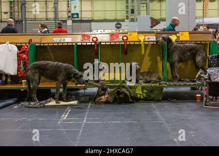 Birmingham, 11 marzo 2022. Una famiglia di quattro Wolfhounds irlandesi si rilassa dopo un estenuante secondo giorno di Crufts 2022 al NEC di Birmingham UK. ©Jon Freeman/Alamy Live News Foto Stock