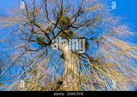 Babilonia willow con mistretoes, primavera, Stato di dominio Beberbeck, Hofgeismar, Kassel distretto, Assia, Germania Foto Stock