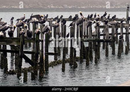 Uccelli acquatici che riposano sulle colonne del fiume in Hampton Virginia Foto Stock