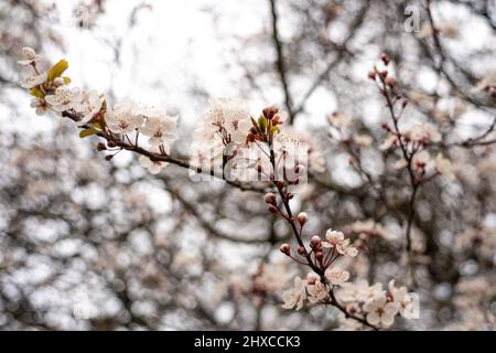 Prugna di ciliegia (Prunus cerasifera) in un giardino nel Regno Unito. Concetto di tradizione hanami. Foto Stock