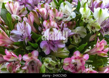 Alstroemeria fiori primo piano. Foto Stock