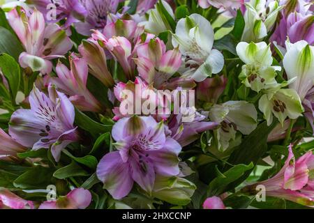 Alstroemeria fiori primo piano. Foto Stock