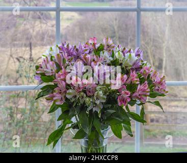 Primo piano di fiori di alstroemeria in vaso su un davanzale. Foto Stock