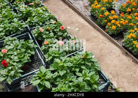 I fiori di Dahlia e Tagetes in vaso sono in una serra in una giornata di sole Foto Stock