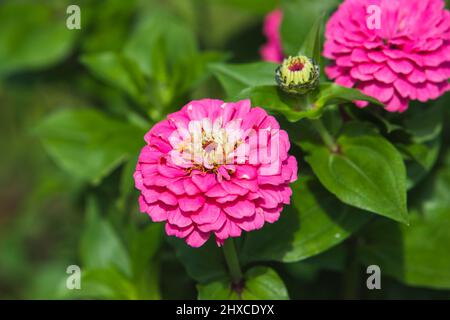 Foto da vicino con fiori rosa e fuoco morbido selettivo. Zinnia è un genere di piante della tribù dei girasoli della famiglia delle margherite Foto Stock