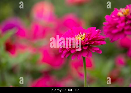 Foto ravvicinata con fiori rosa vibranti da giardino con messa a fuoco morbida selettiva. Zinnia è un genere di piante della tribù dei girasoli della famiglia delle margherite Foto Stock