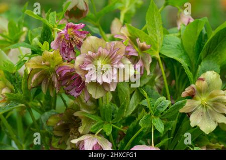 Lenten rosa o ellebore doppio Ellen Picotee fiori. Densamente raddoppia grandi fiori di rosa di Natale. Hellebore piantando nel giardino in semi sha Foto Stock