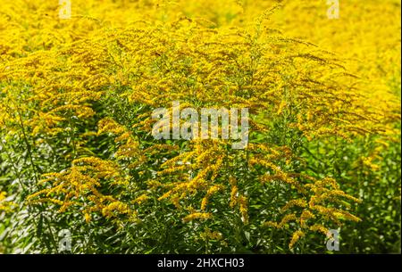 L'infiorescenza del goldenrod in estate Foto Stock