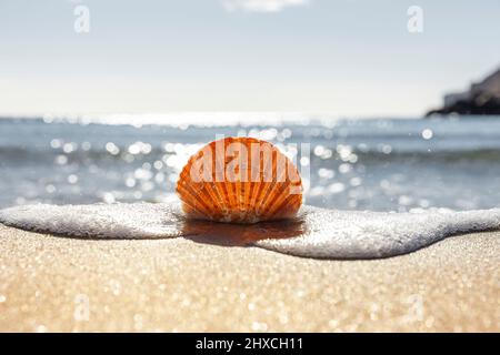 Capesante sulla spiaggia con mare sullo sfondo Foto Stock