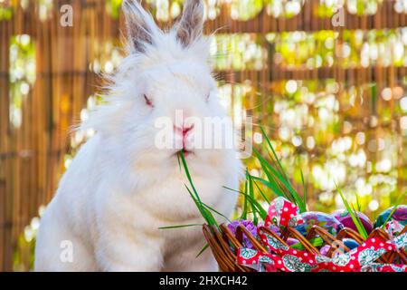 Coniglio bianco che mangia erba dal cestino pieno di uova di Pasqua Foto Stock