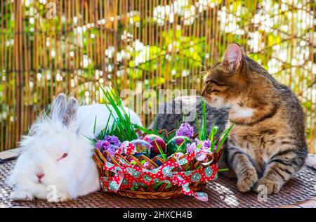 Coniglietto e gattino seduti uno accanto all'altro e decorato cestino di Pasqua pieno di uova Foto Stock