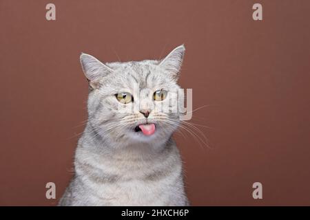 cute soffice gatto britannico shorthair che sporge lingua ritratto su sfondo marrone con spazio copia Foto Stock