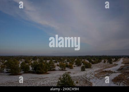 Paesaggio invernale con un po' di neve e piccoli pini in Germania Foto Stock