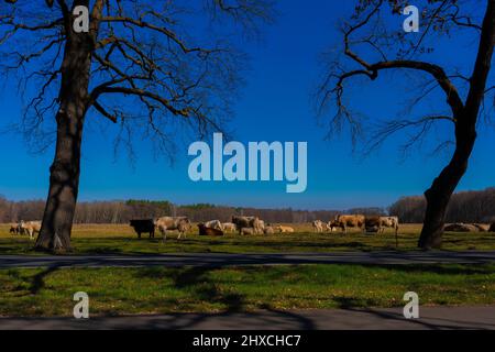 Mucca mandria in primavera su un pascolo, una strada di campagna in primo piano Foto Stock